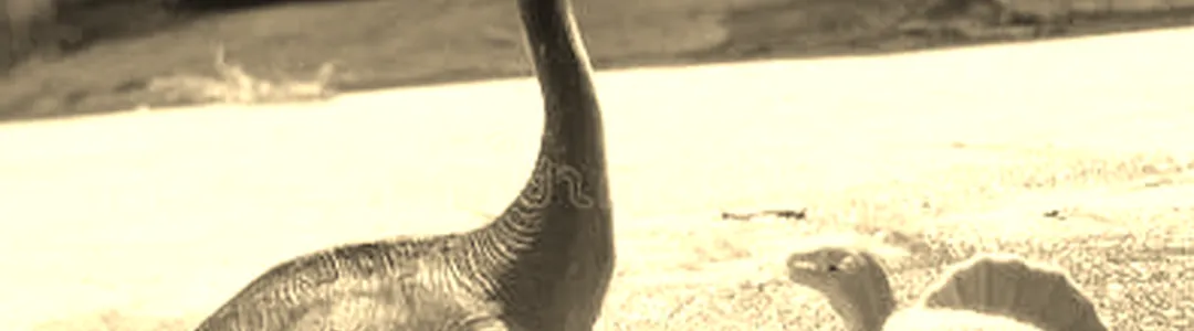 Wild World of Animals